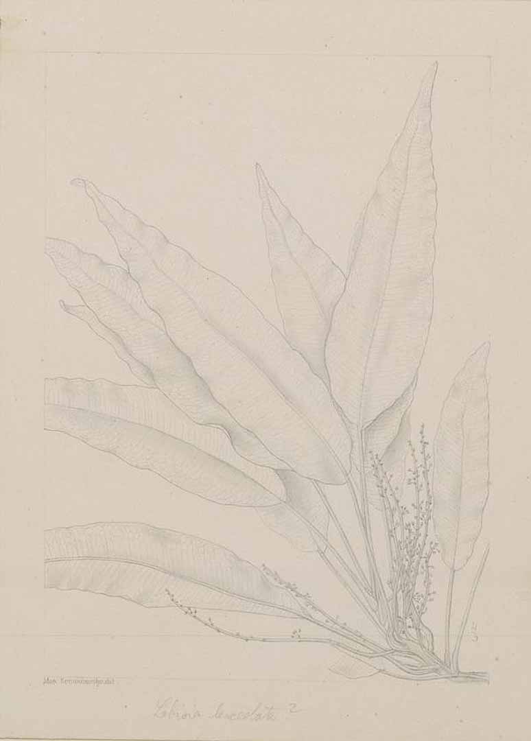 no HD illustration available (m1)