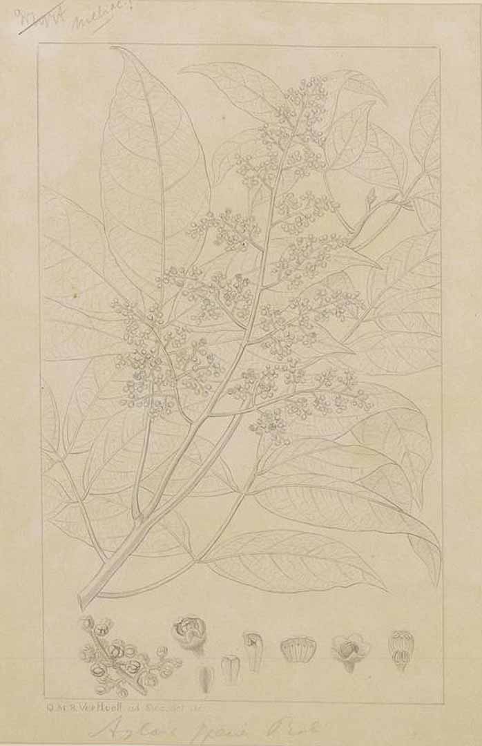 no HD illustration available (m1)