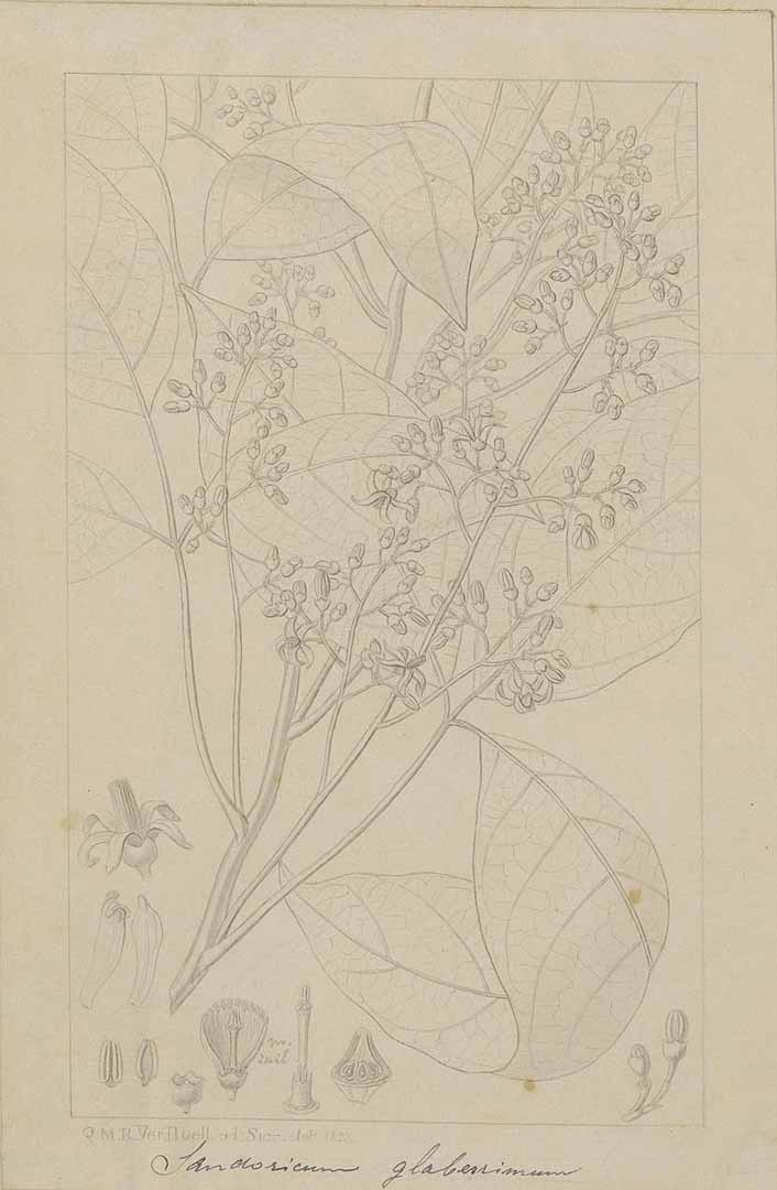 no HD illustration available (m1)