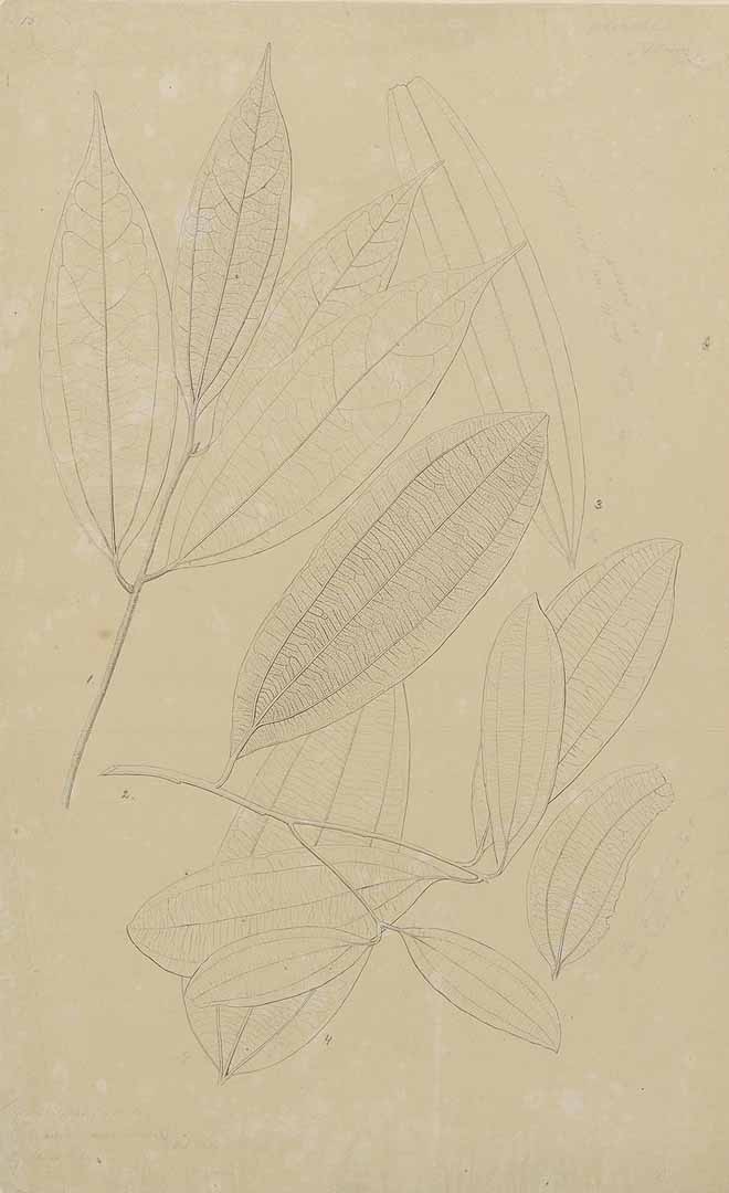 no HD illustration available (m1)