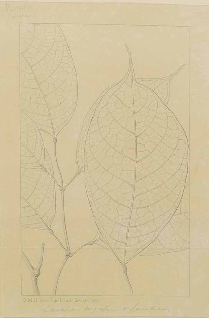 no HD illustration available (m1)