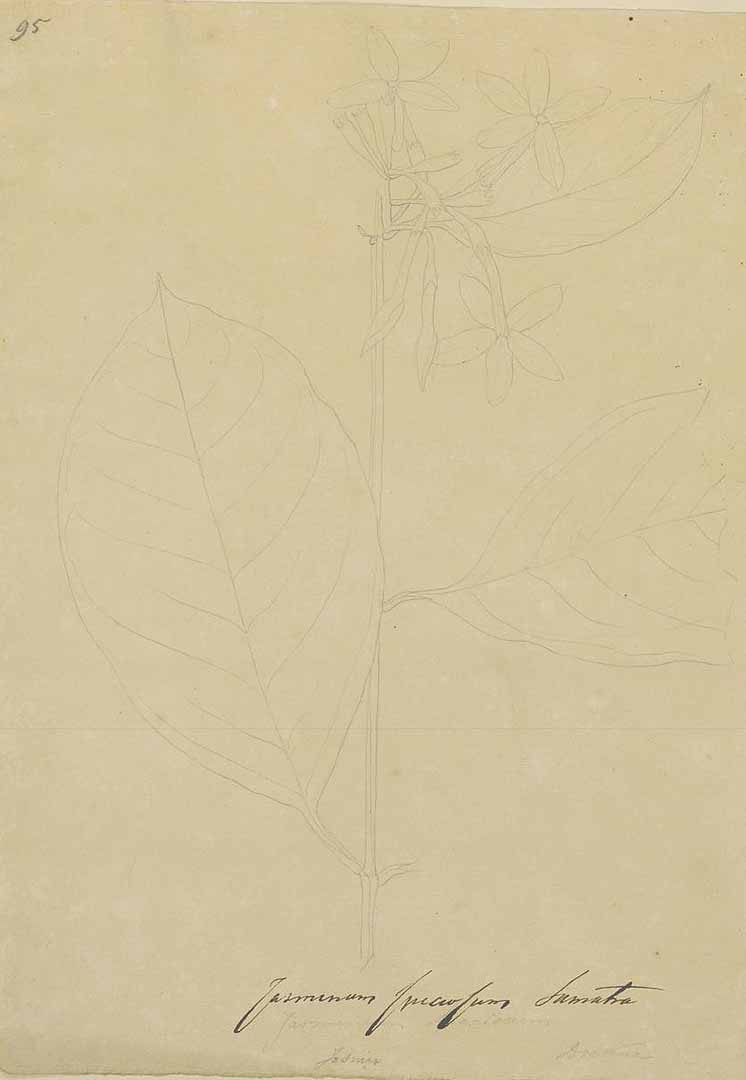 no HD illustration available (m1)