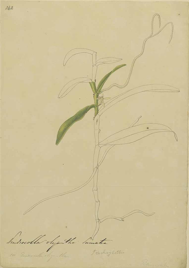 no HD illustration available (m1)