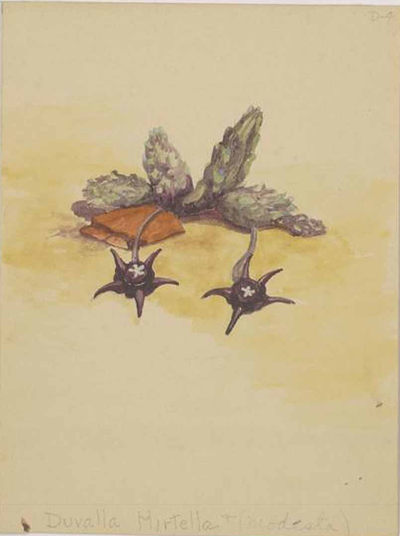 no HD illustration available (m1)