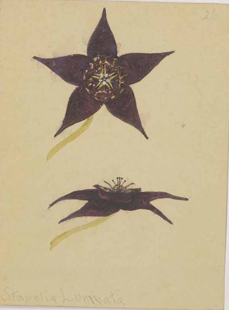 no HD illustration available (m1)