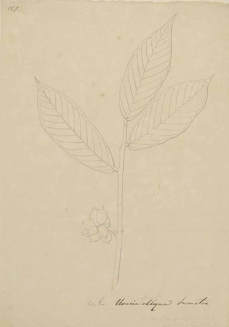 no HD illustration available (m1)