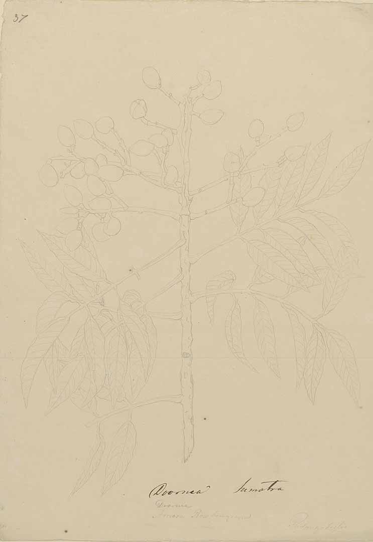 no HD illustration available (m1)