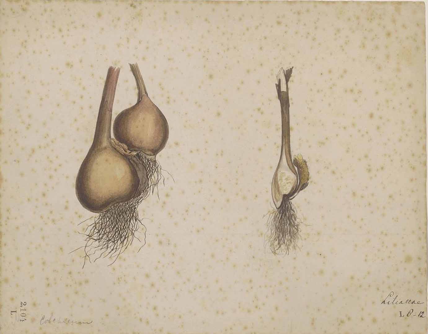 no HD illustration available (m2)