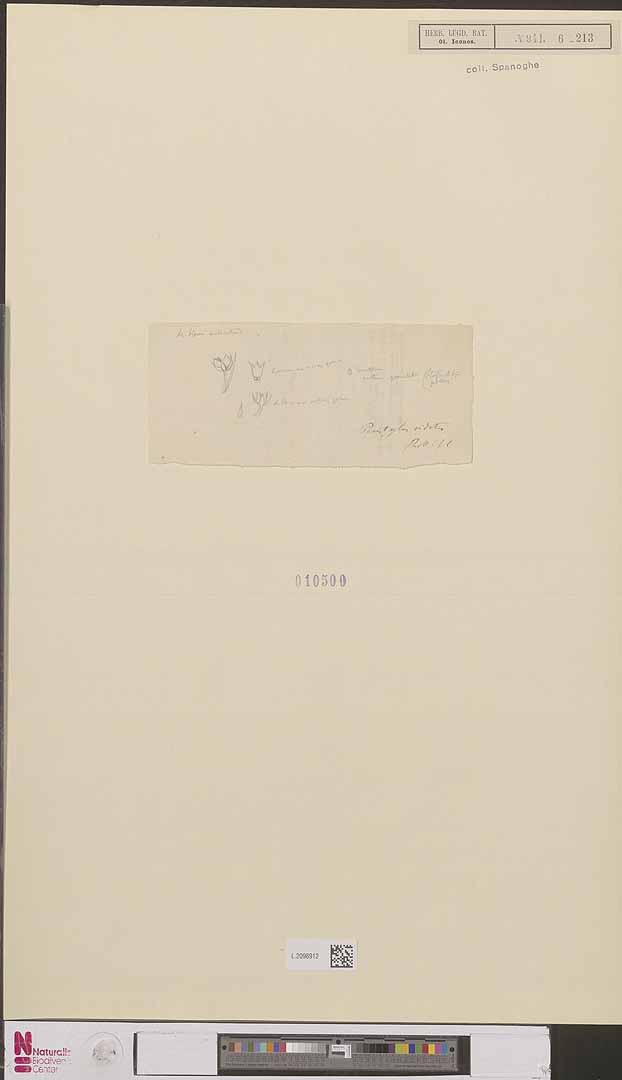 no HD illustration available (m1)