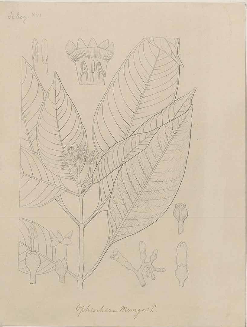 no HD illustration available (3)