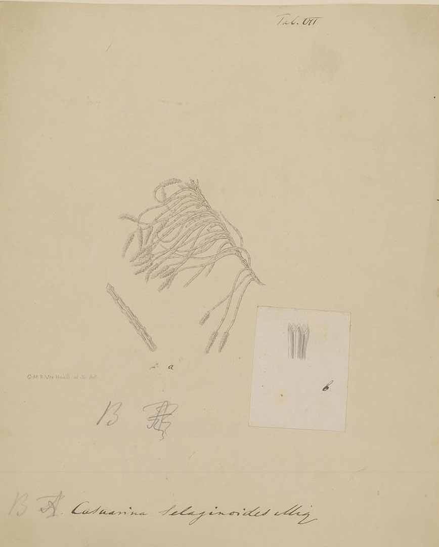 no HD illustration available (m1)