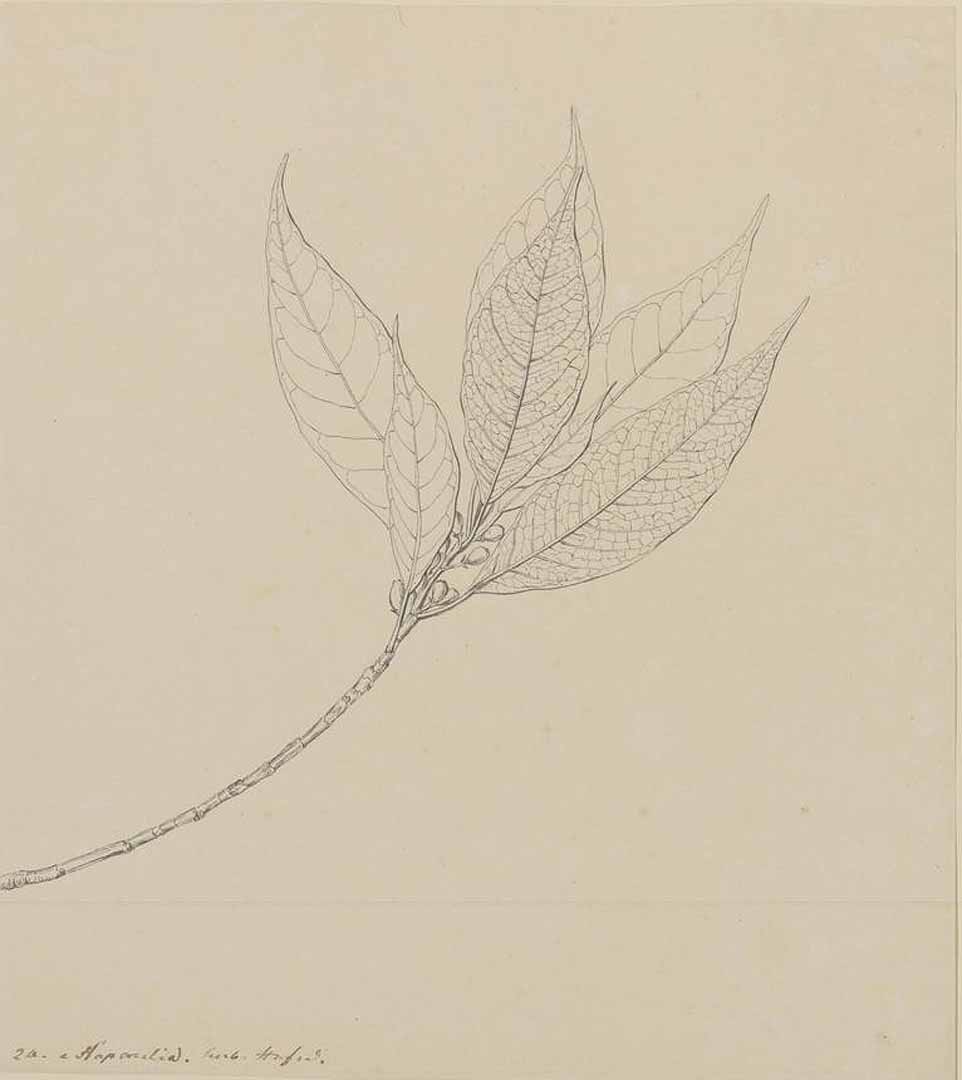 no HD illustration available (m1)