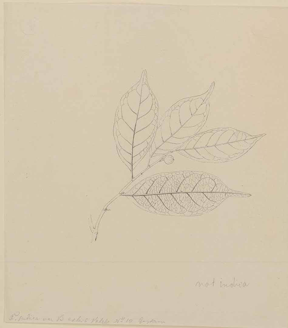 no HD illustration available (m1)