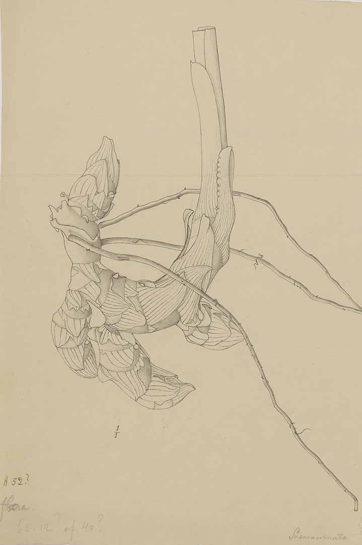 no HD illustration available (m1)