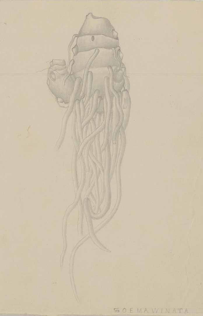 no HD illustration available (m1)