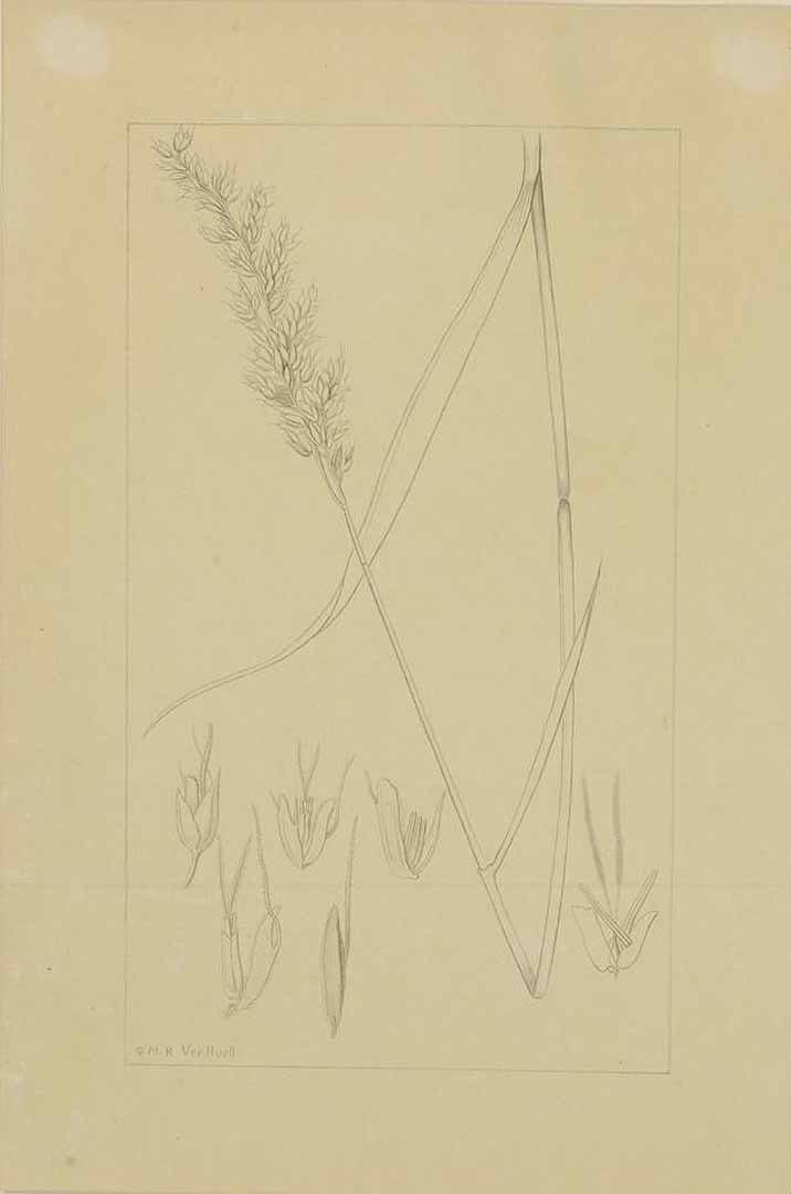 no HD illustration available (m1)