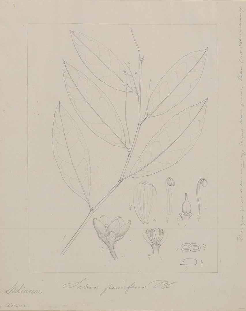 no HD illustration available (m1)