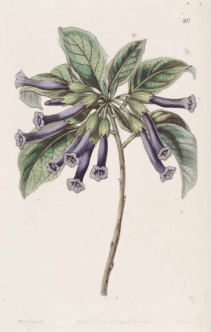 no HD illustration available (3)