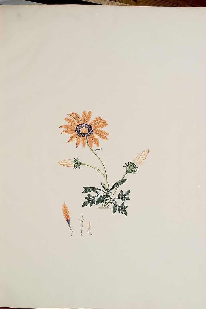 no HD illustration available (3)