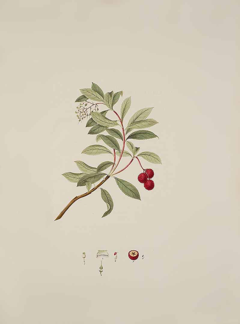 no HD illustration available (3)