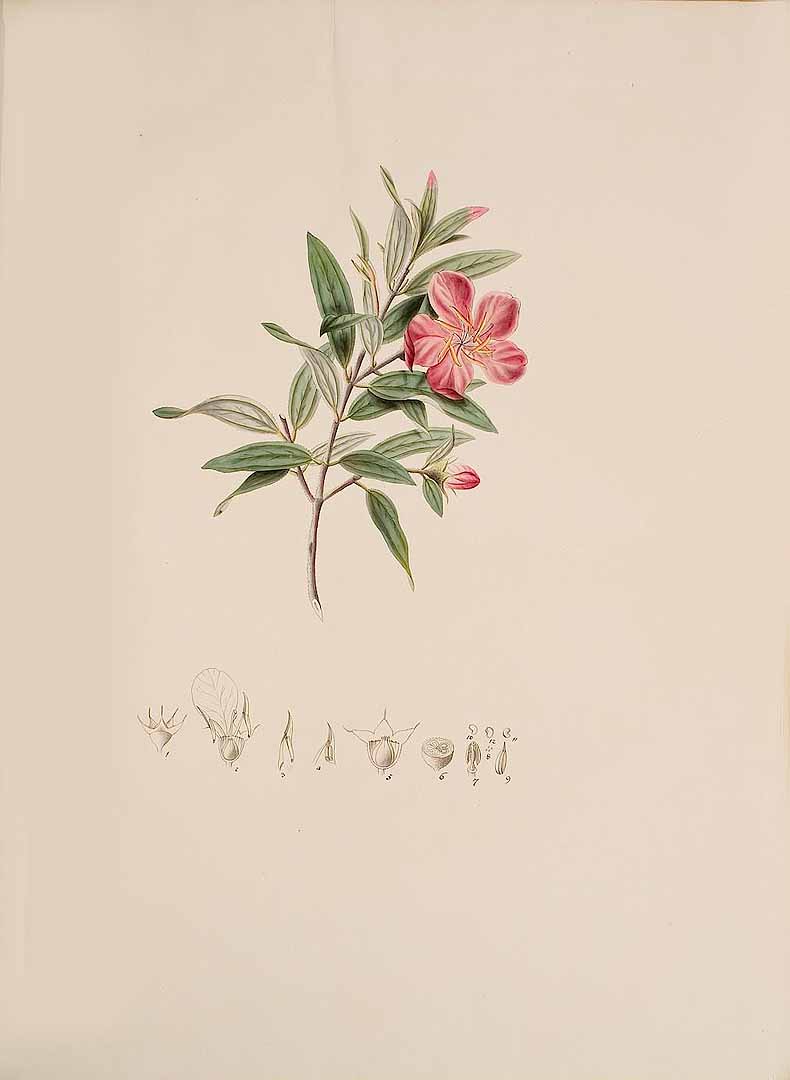 no HD illustration available (3)