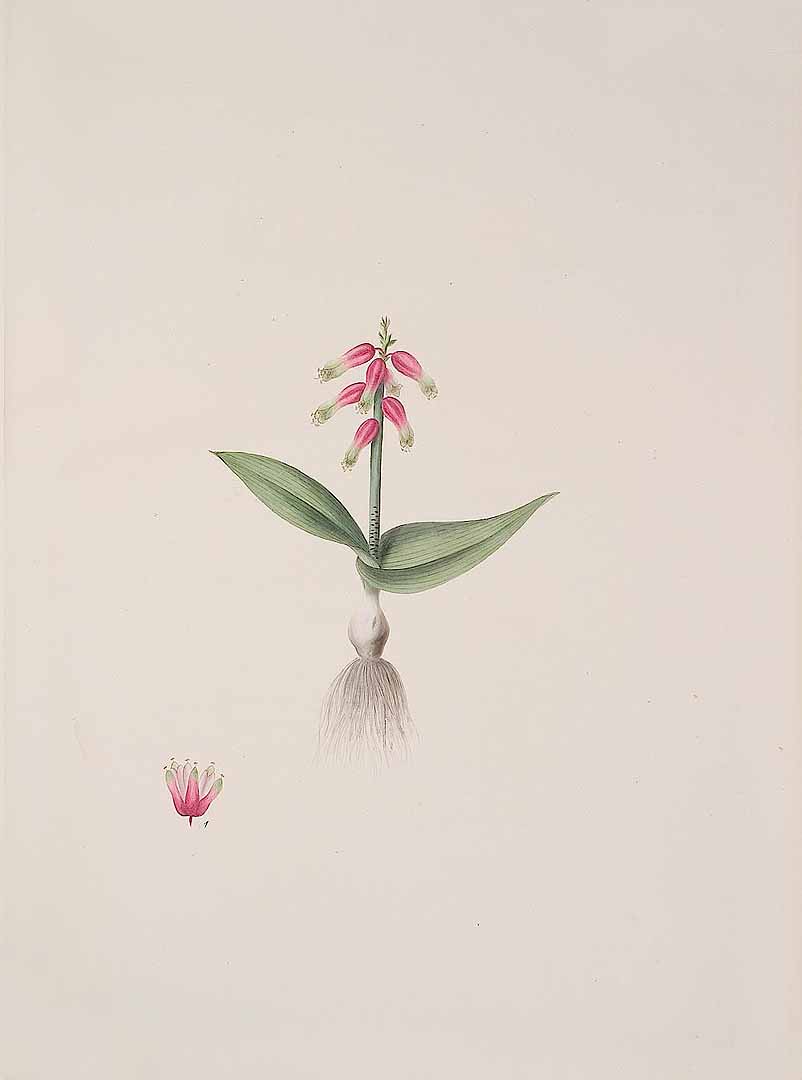 no HD illustration available (m1)