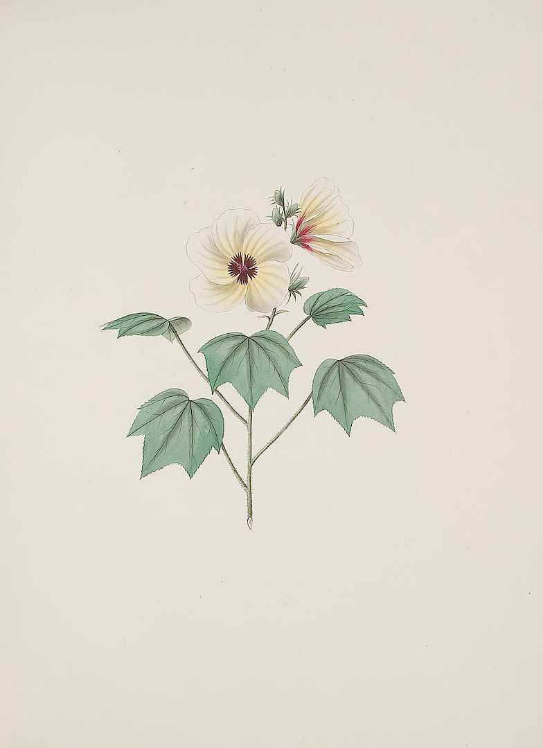 no HD illustration available (m1)