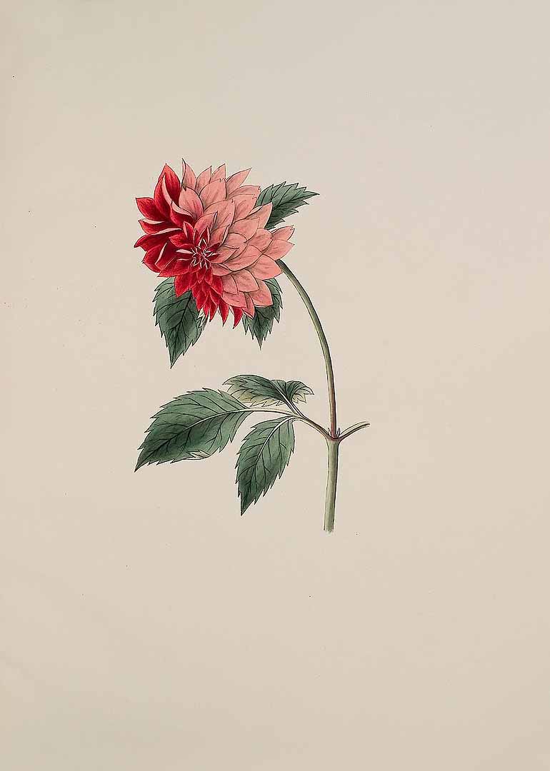 no HD illustration available (3)