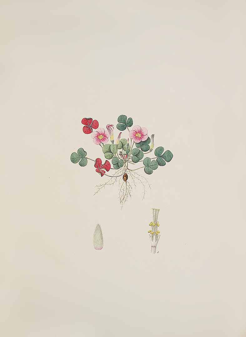 no HD illustration available (3)