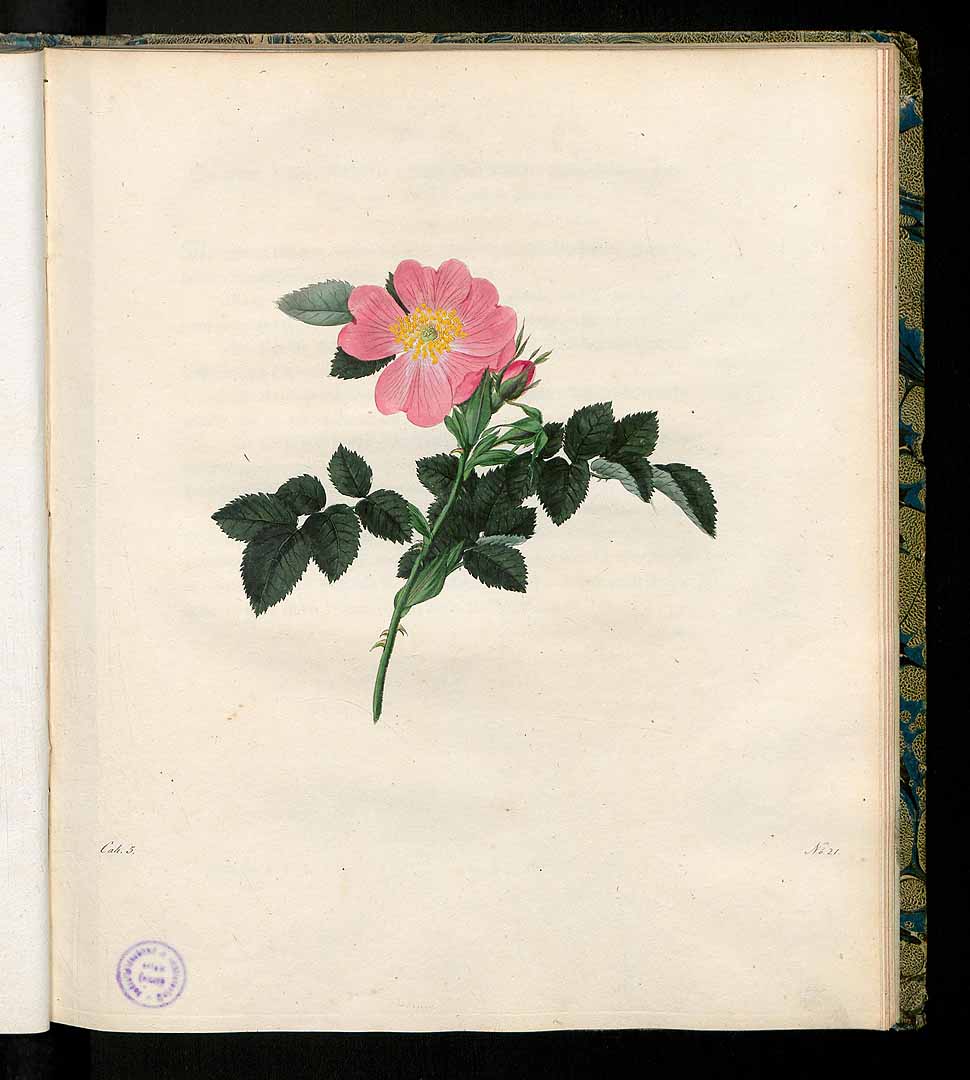 no HD illustration available (3)