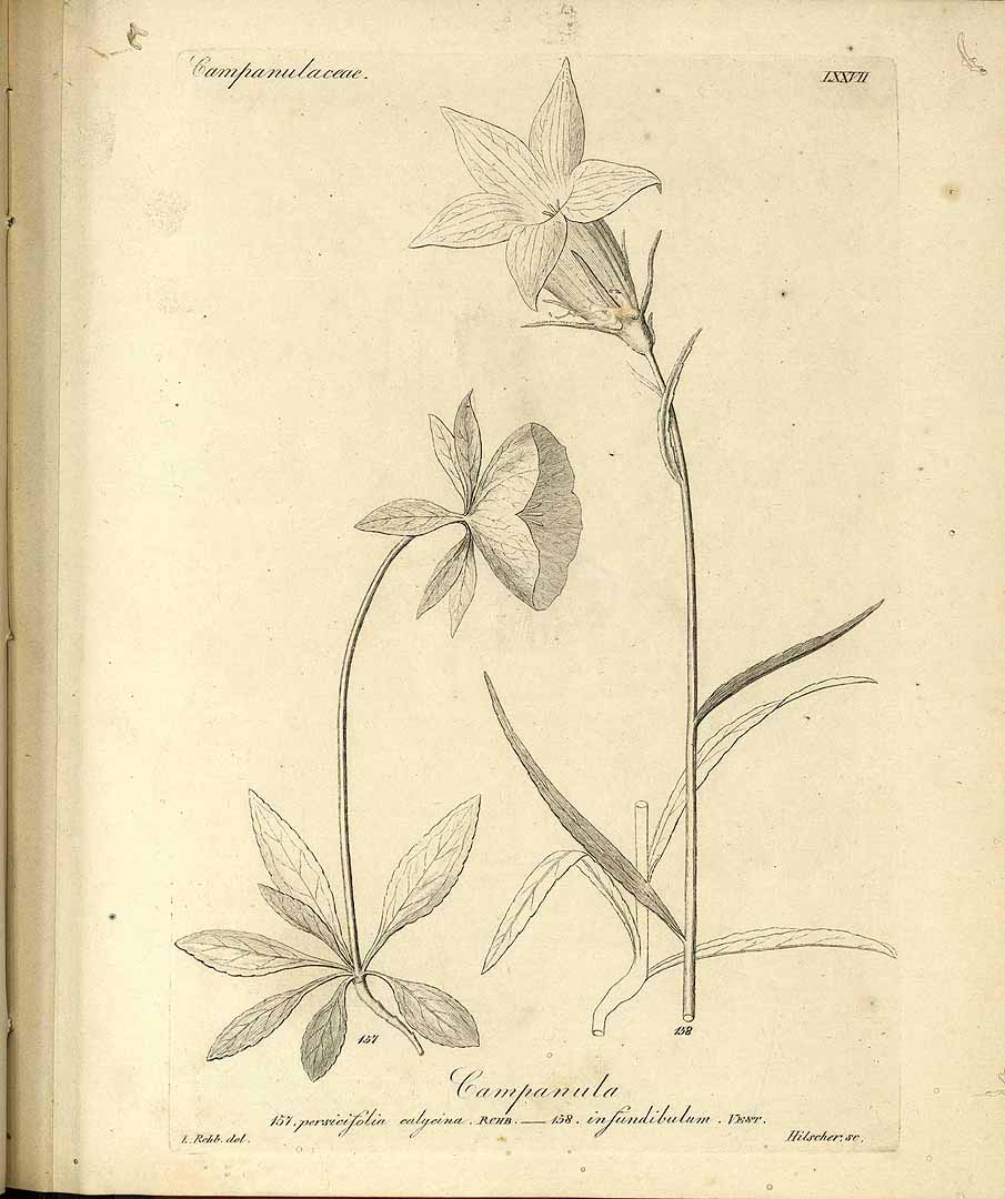 no HD illustration available (3)