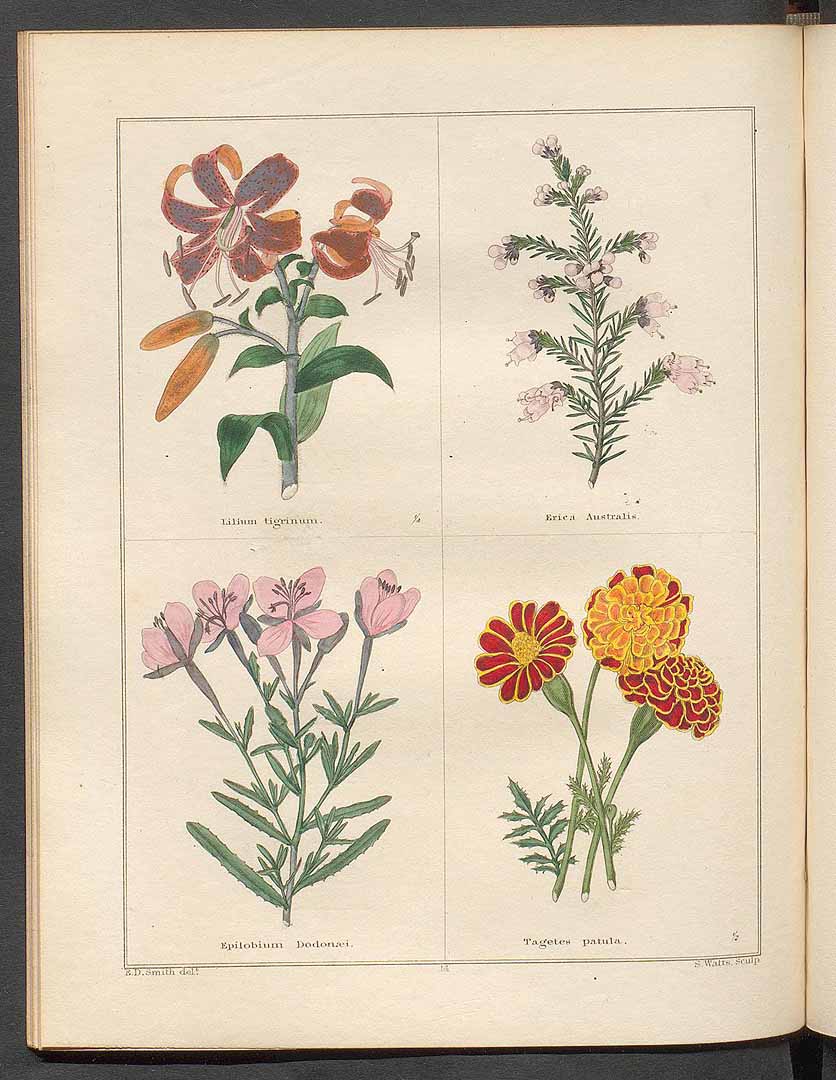 no HD illustration available (3)