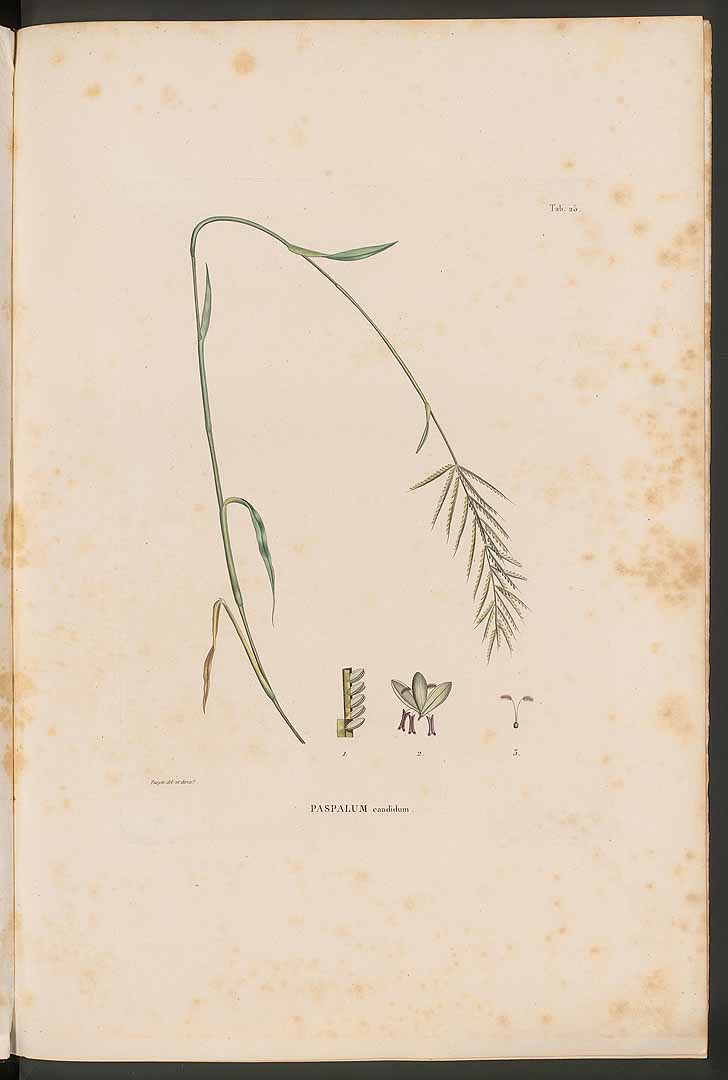 no HD illustration available (m1)