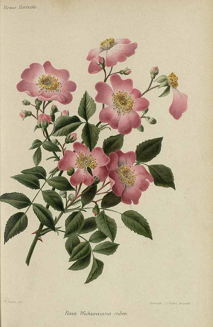 no HD illustration available (m1)