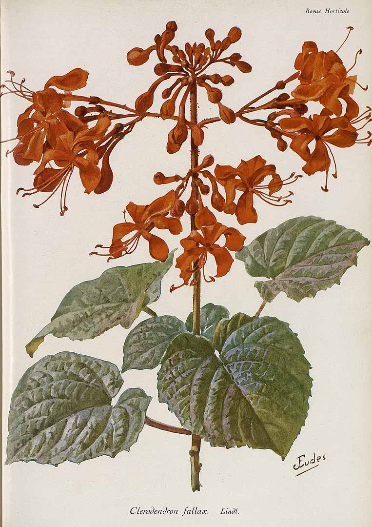no HD illustration available (3)