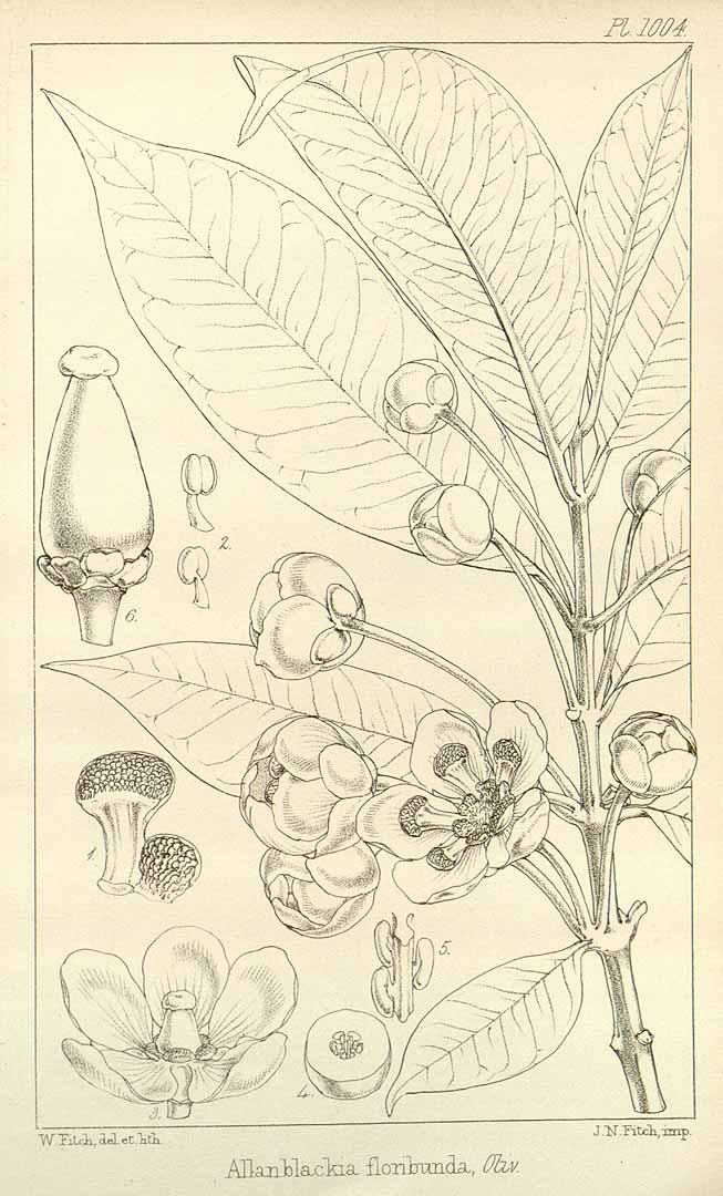 no HD illustration available (3)