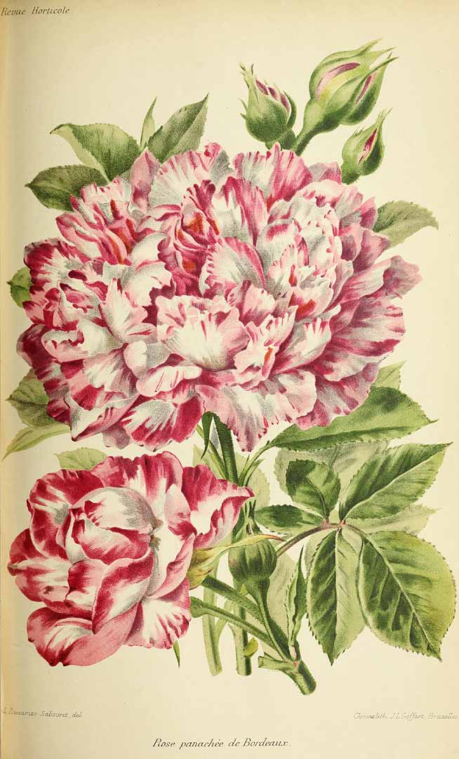 no HD illustration available (m1)