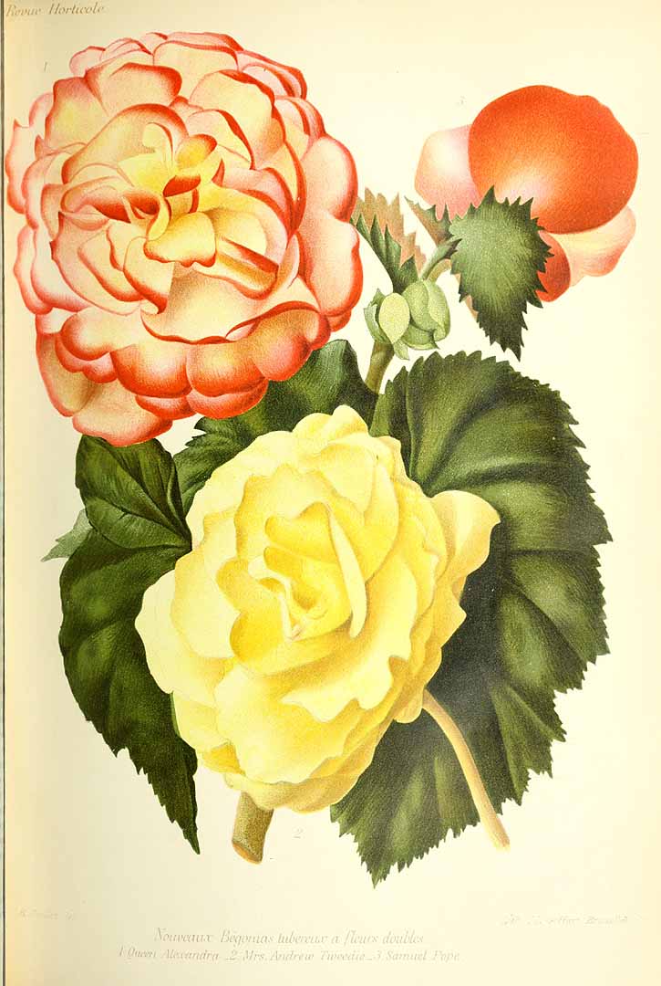 no HD illustration available (3)
