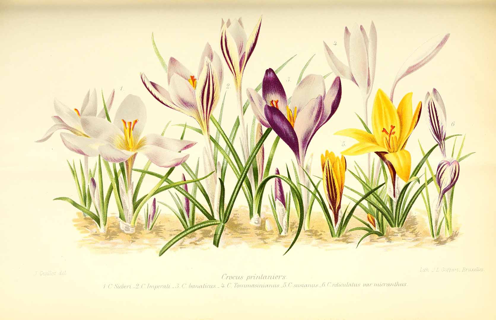 no HD illustration available (3)