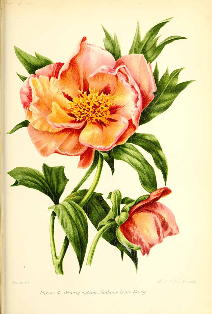 no HD illustration available (m1)