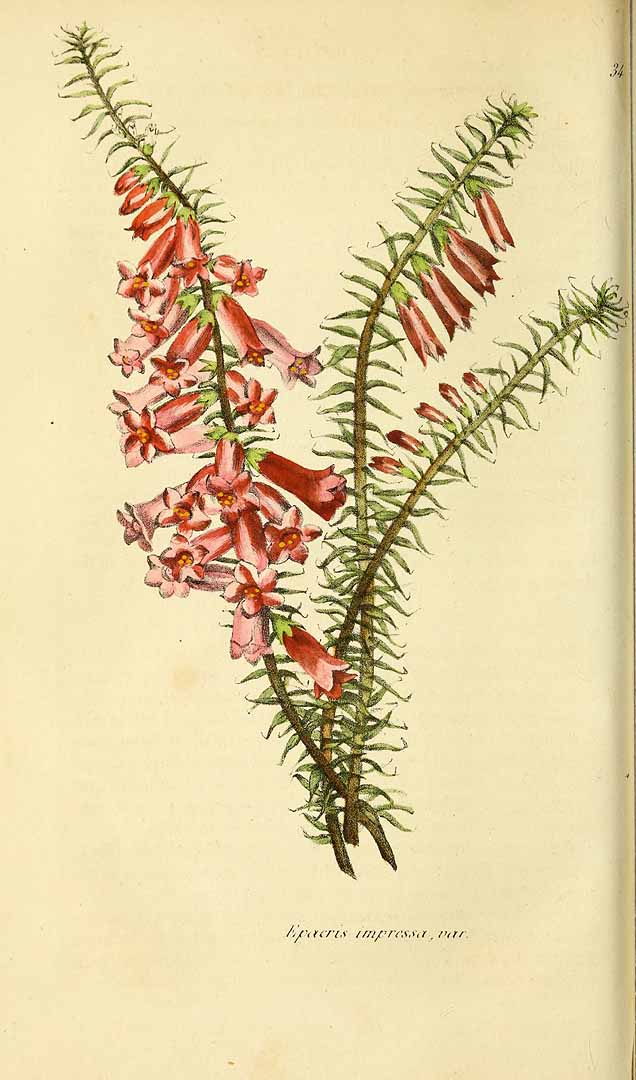 no HD illustration available (3)