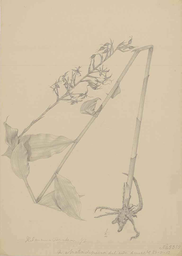 no HD illustration available (m1)
