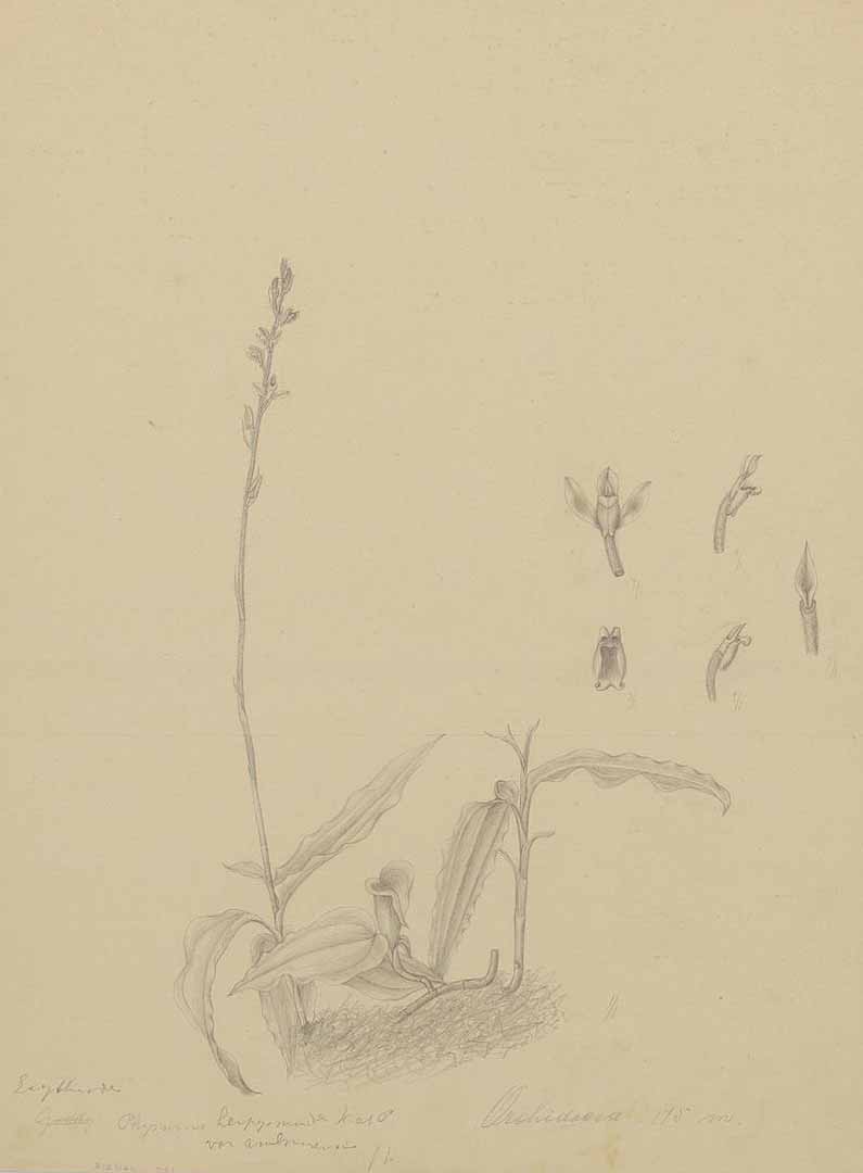 no HD illustration available (m1)