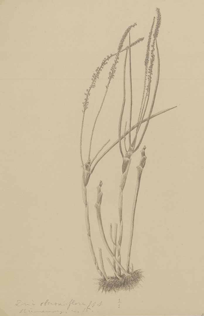no HD illustration available (m1)