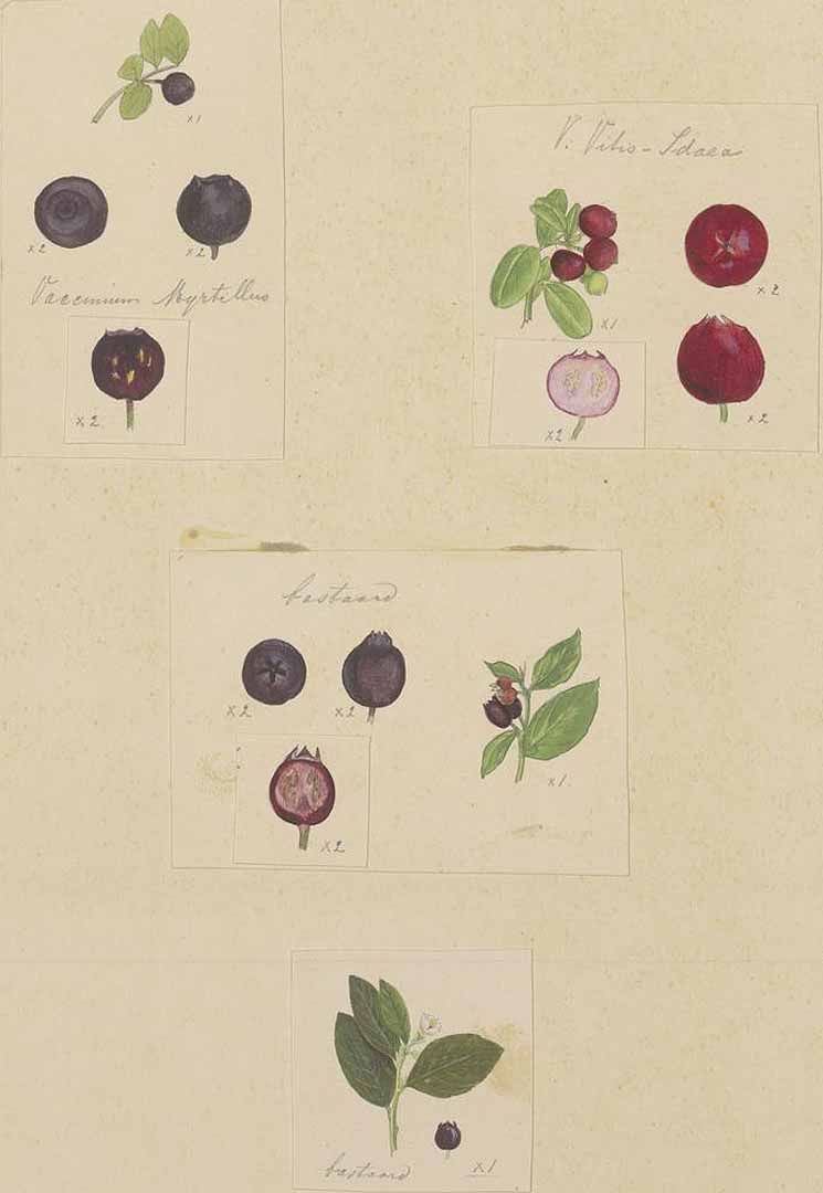 no HD illustration available (m1)