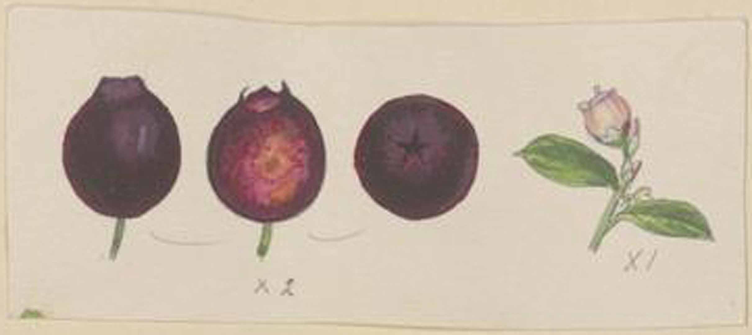 no HD illustration available (m2)