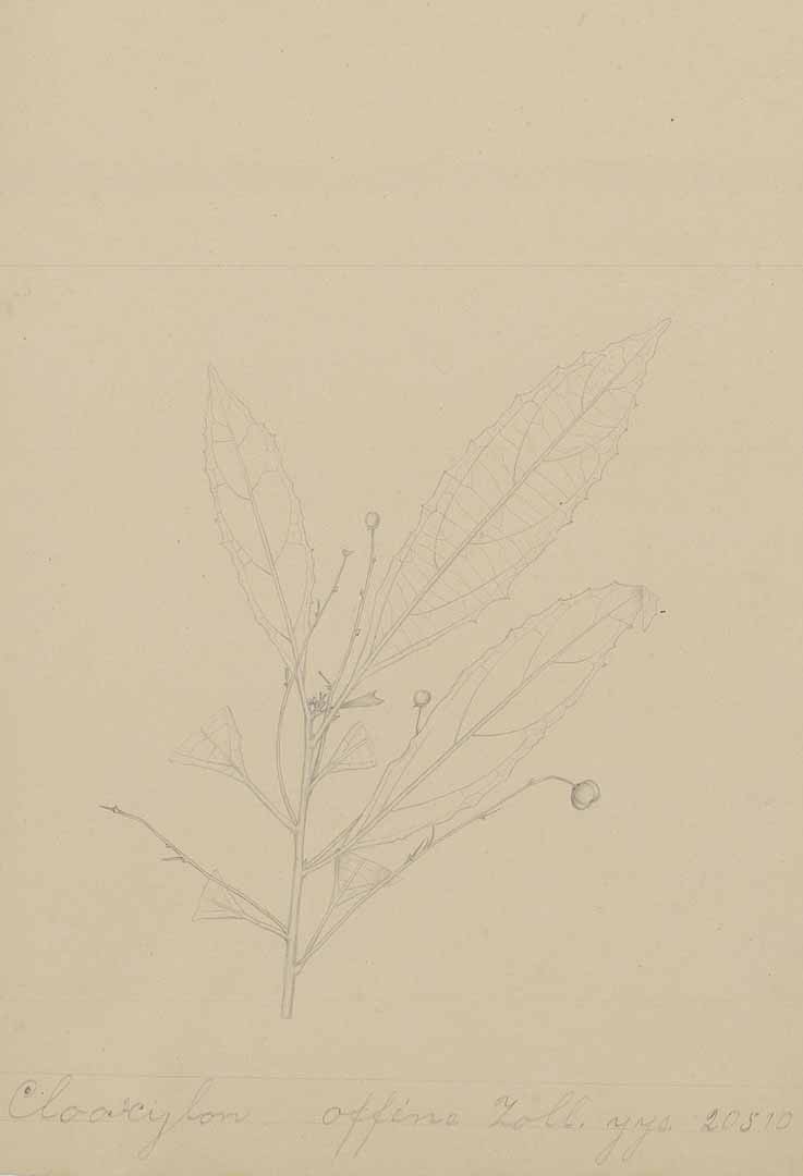no HD illustration available (m1)