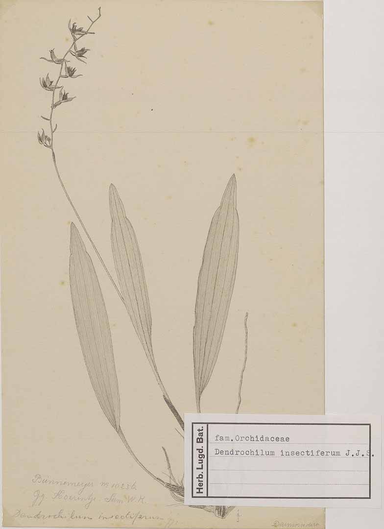 no HD illustration available (m1)