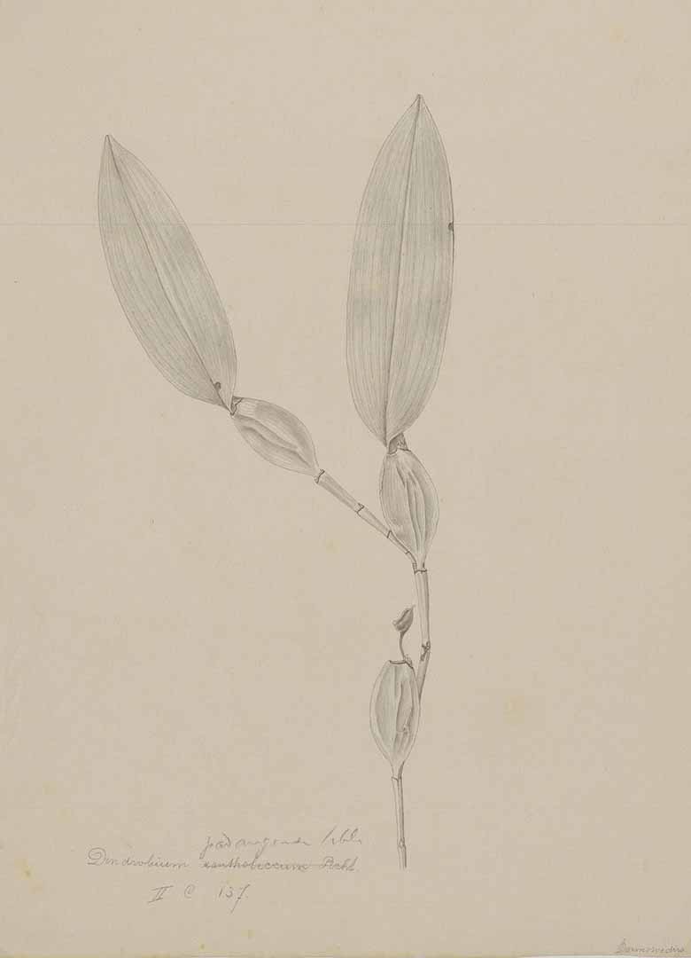 no HD illustration available (m1)
