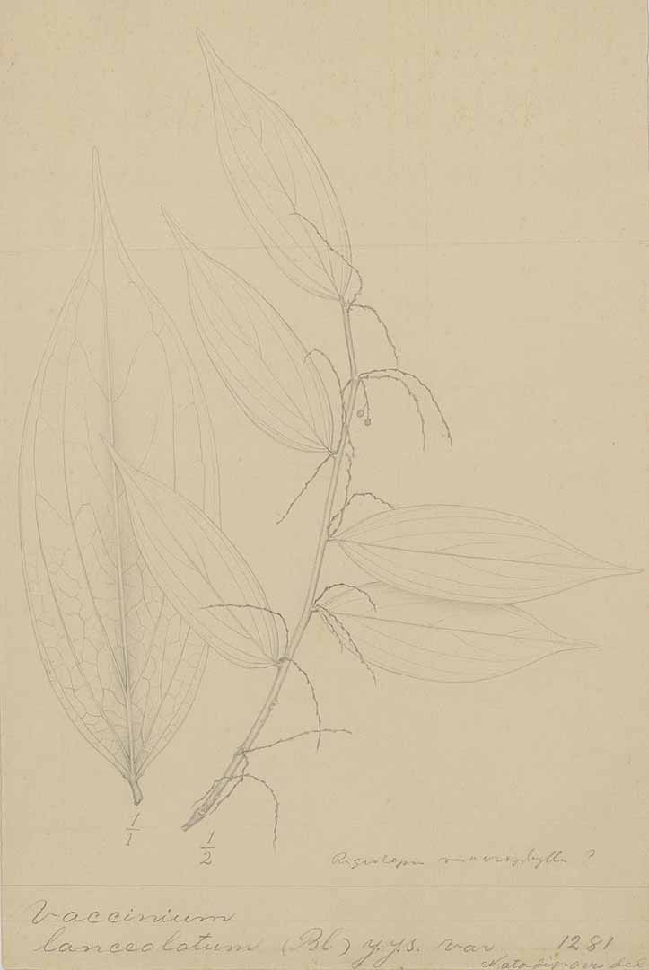 no HD illustration available (m1)